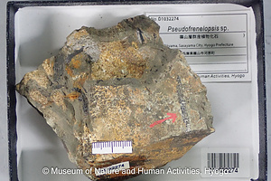 Pseudofrenelopsis sp.