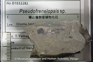 Pseudofrenelopsis sp.