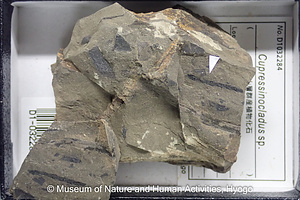 Cupressinocladus sp.