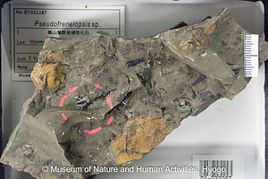 Pseudofrenelopsis sp.