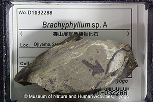 Brachyphyllum sp. A