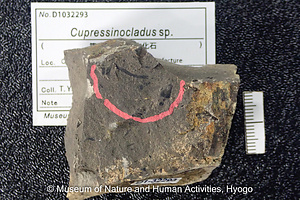 Cupressinocladus sp.