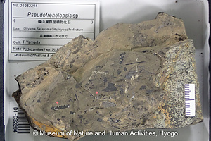 Pseudofrenelopsis sp.