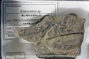 Elatocladus sp.