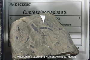 Cupressinocladus sp.