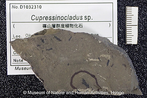 Cupressinocladus sp.