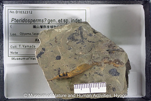 Pteridosperms? gen. et sp. indet.