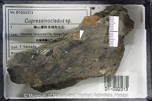 Cupressinocladus sp.