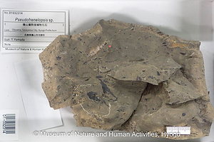 Pseudofrenelopsis sp.