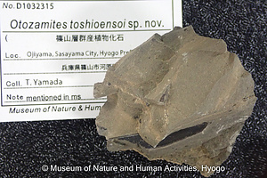 Otozamites toshioensoi sp. nov.
