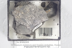 Pseudofrenelopsis sp.