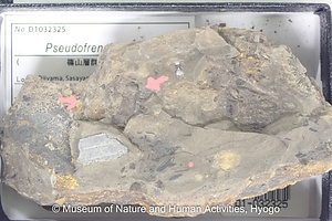 Pseudofrenelopsis sp.