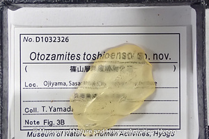 Otozamites toshioensoi sp. nov.