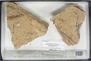 Cupressinocladus sp.