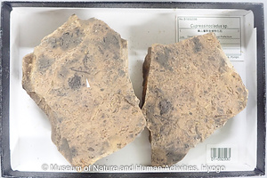 Cupressinocladus sp.