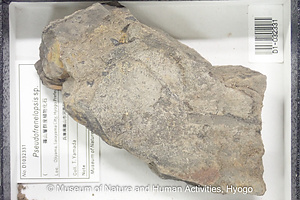 Pseudofrenelopsis sp.