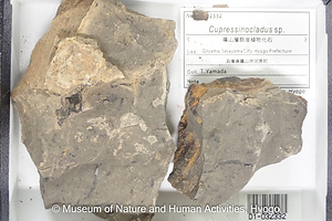 Cupressinocladus sp.