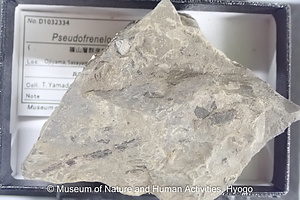 Pseudofrenelopsis sp.