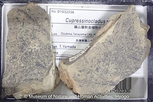 Cupressinocladus sp.