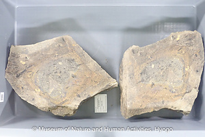 Pseudofrenelopsis sp.