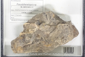 Pseudofrenelopsis sp.