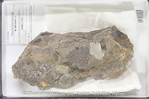 Pseudofrenelopsis sp.