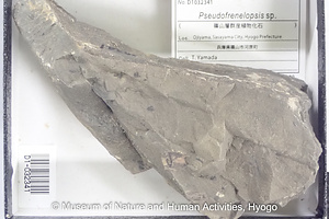 Pseudofrenelopsis sp.