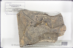 Pseudofrenelopsis sp.