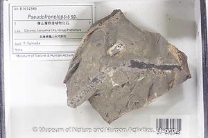 Pseudofrenelopsis sp.