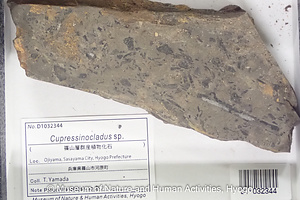 Cupressinocladus sp. / Pseudofrenelopsis sp.