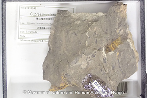 Cupressinocladus sp.