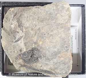 Pseudofrenelopsis sp.