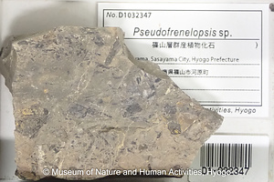 Pseudofrenelopsis sp.