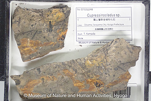 Cupressinocladus sp.