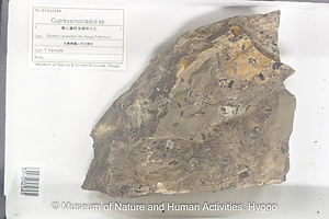 Cupressinocladus sp.