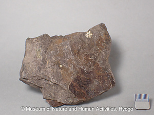 菫青石の仮晶（桜石）