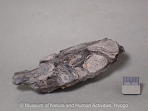 石泡クリストバル石