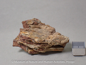 シャーレンブレンド