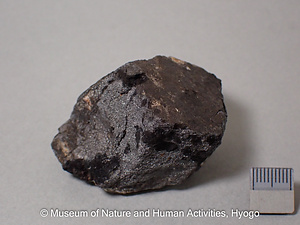 クリプトメーレン