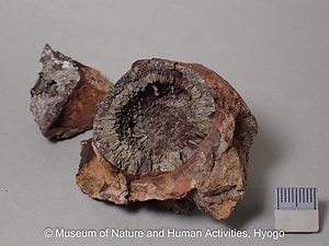 白鉄鉱ノジュール