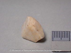 カリ長石（正長石 or 微斜長石）