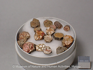 菫青石の仮晶（桜石）