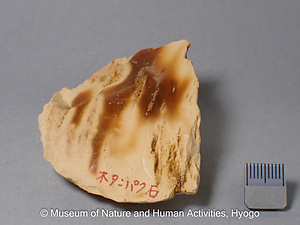 蛋白石（オパール，木蛋白石）