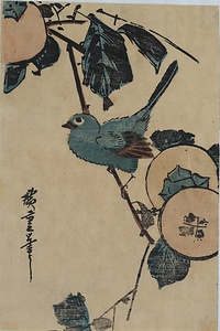 柿に目白