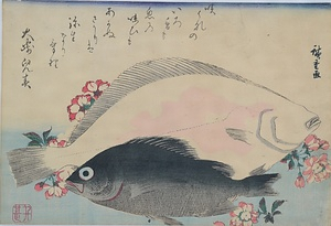 ひらめ・めばるに桜