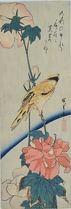 芙蓉に高麗鶯