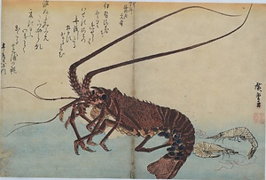 伊勢海老・芝蝦