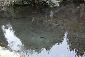 的石茶屋の水