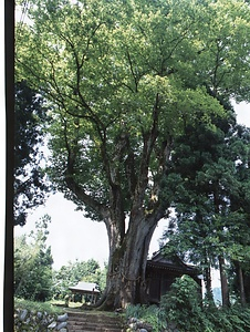 赤谷十二社の大ケヤキ