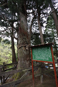 角間のねじりスギ